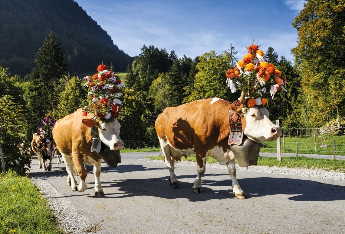 Cattle in traditional headdress, descending from the mountain pastures