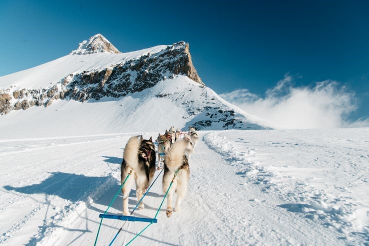 Glacier 3000 dog sled ride